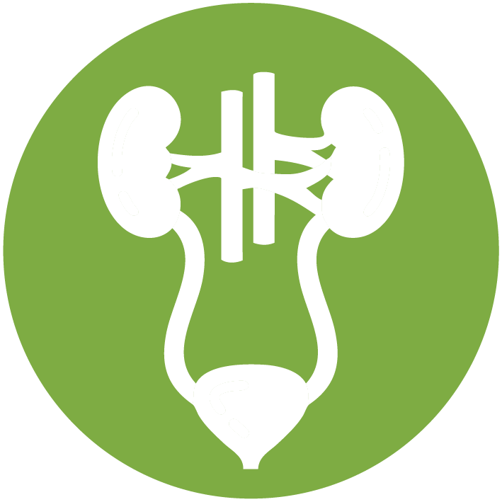 GENITOURINARIO icon